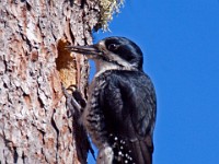 IMG 2175c  Black-backed Woodpecker (Picoides arcticus) - female at nest